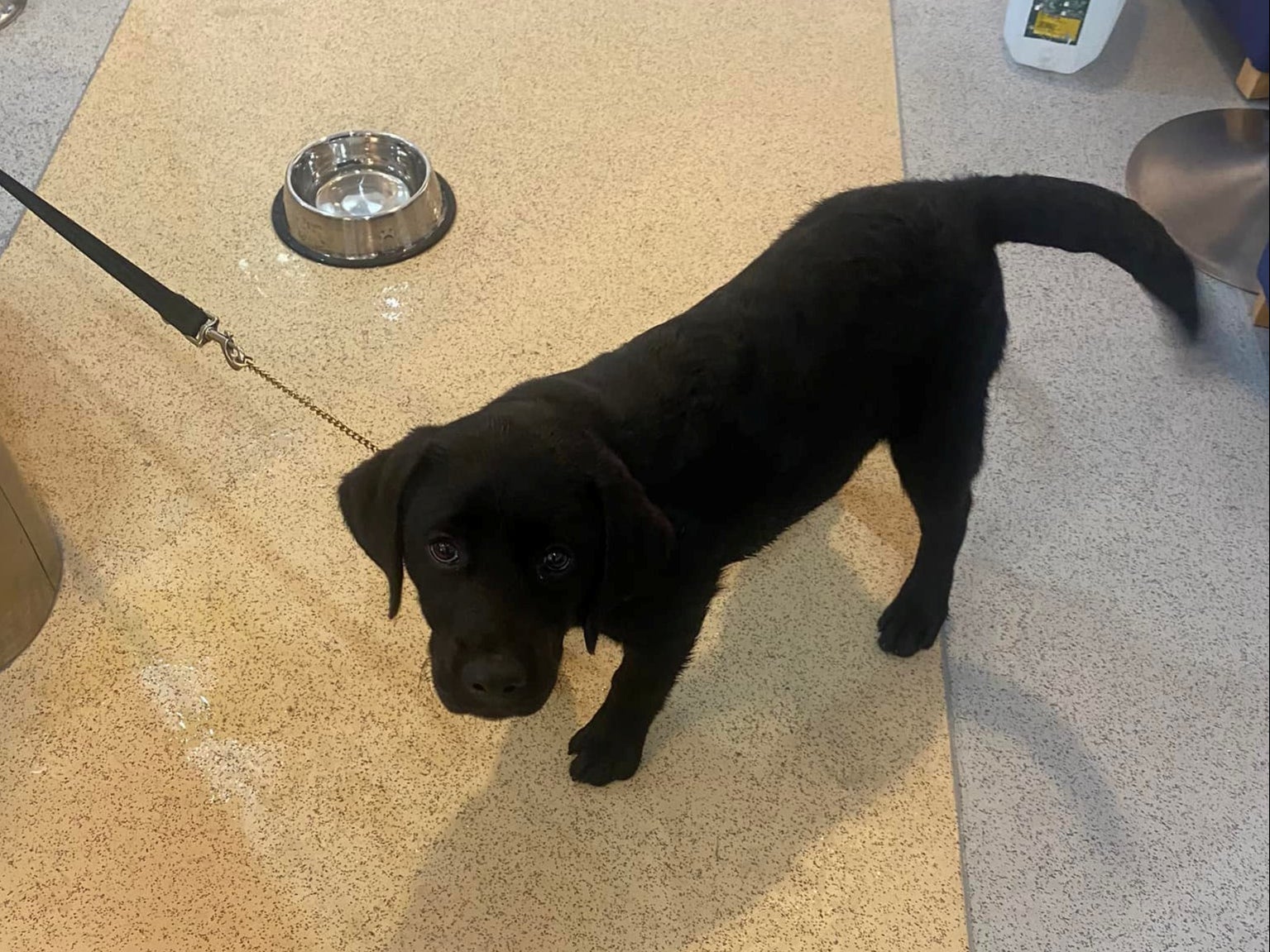 A grateful Labrador puppy is helped by ferry passengers