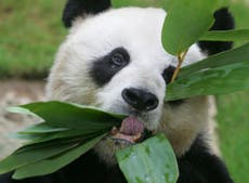 World’s oldest male panda in captivity dies in Hong Kong aged 35