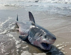 Eight-foot-long shark washes up on Long Island beach in latest New York shark sighting