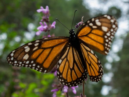 Monarch butterflies are disappearing