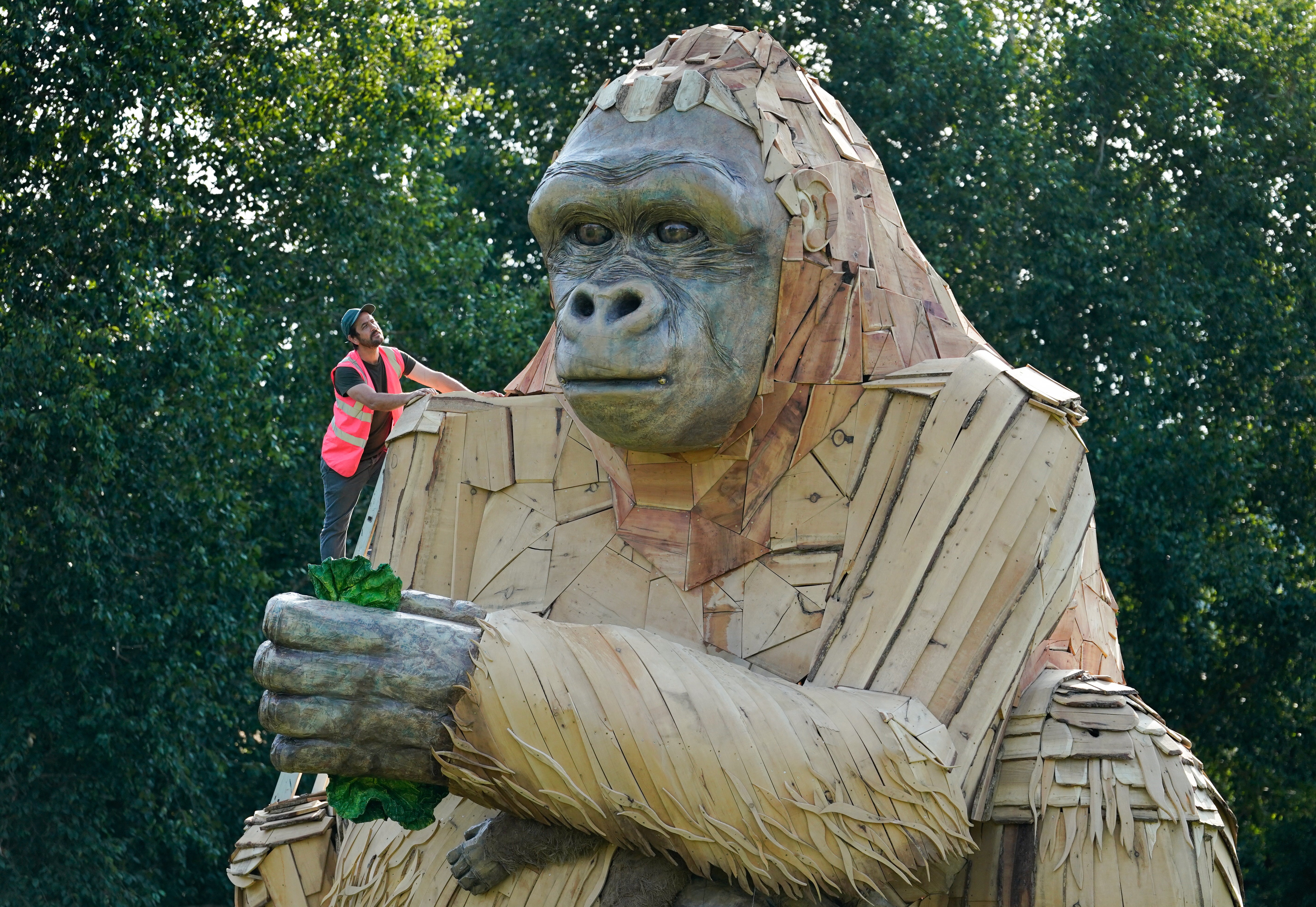 Dan McGavin, design director from Bakehouse Factory, inspects a giant interactive gorilla sculpture during its unveiling to mark the final opening weeks of Bristol Zoo Gardens (Andrew Matthews/PA)