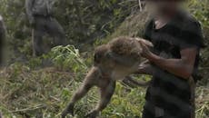 Long-tailed macaques captured from wild as species listed as endangered for the first time