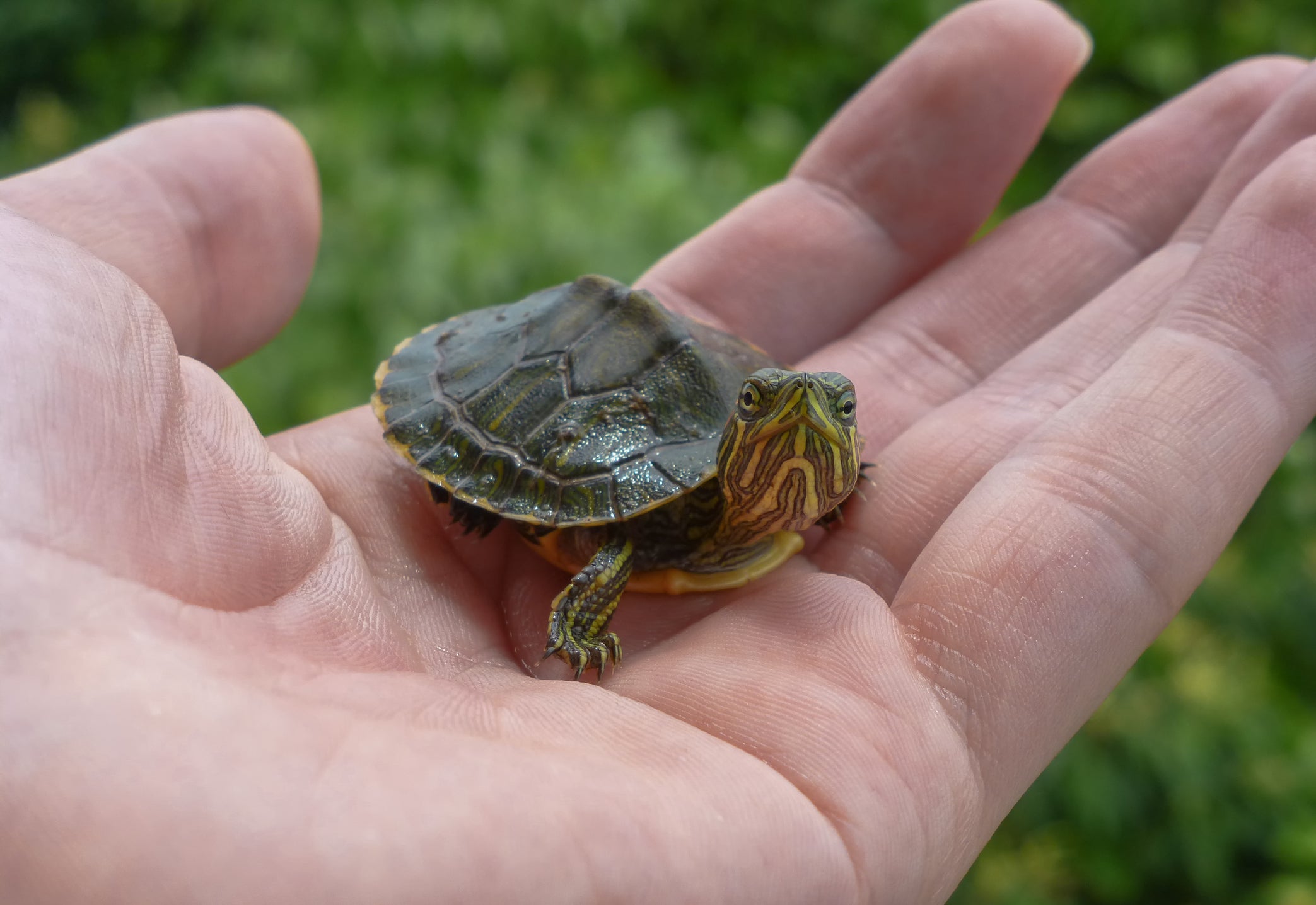 The Centers for Disease Control and Prevention warns pet turtles of any size can carry salmonella germs in their poop