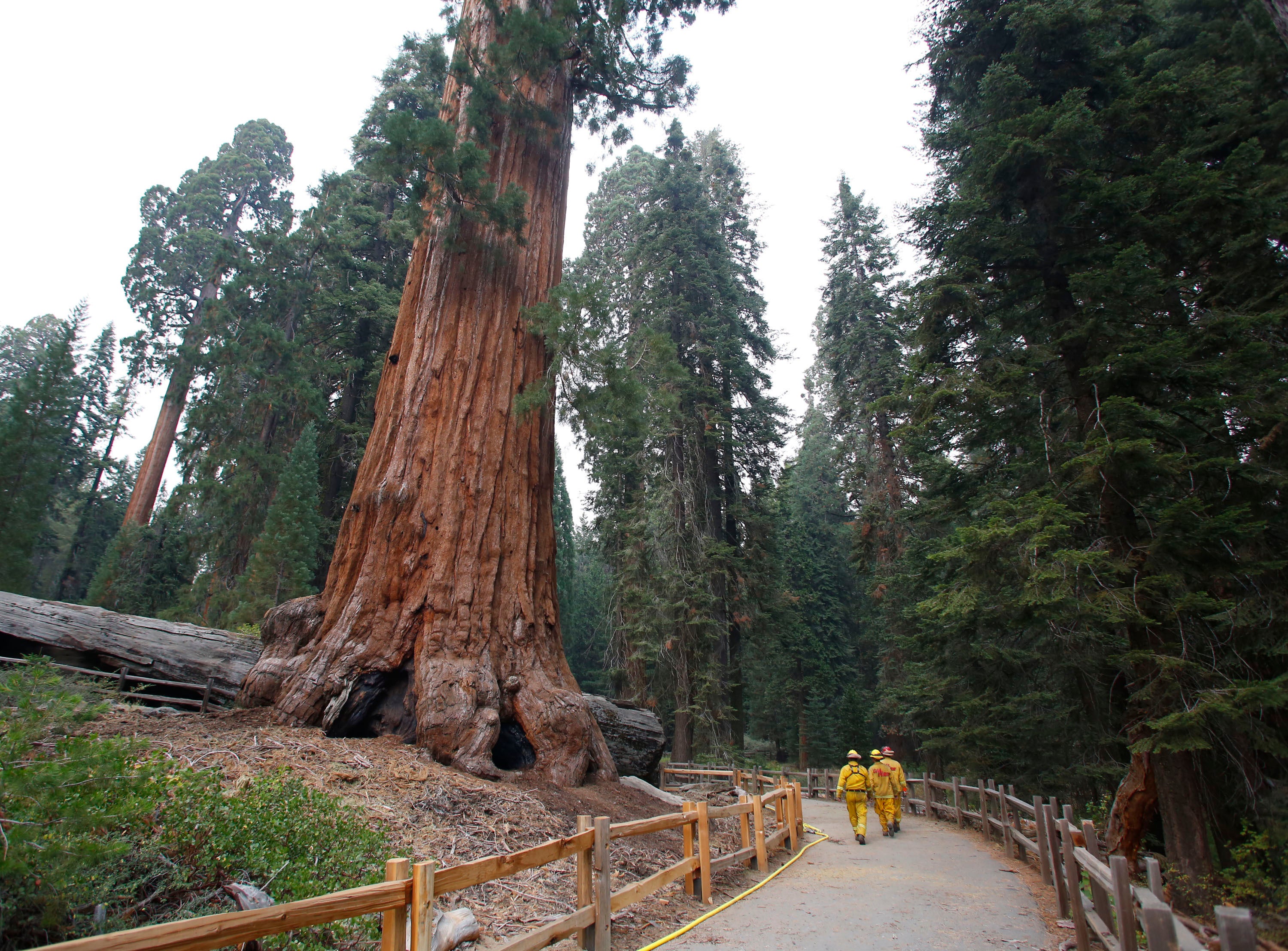 Saving Sequoias