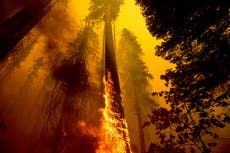 US takes emergency action to save sequoias from wildfires