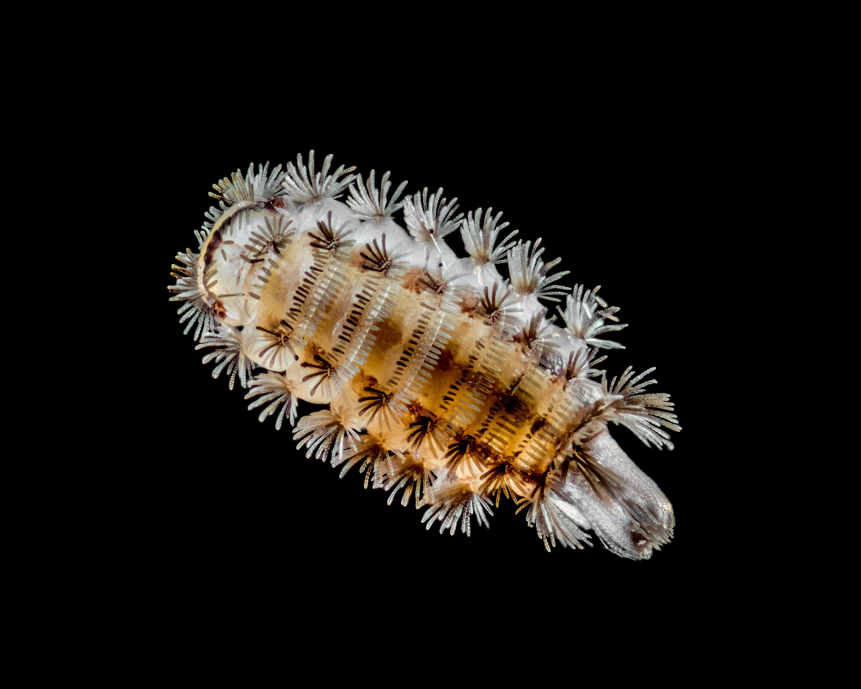 Bristle millipede