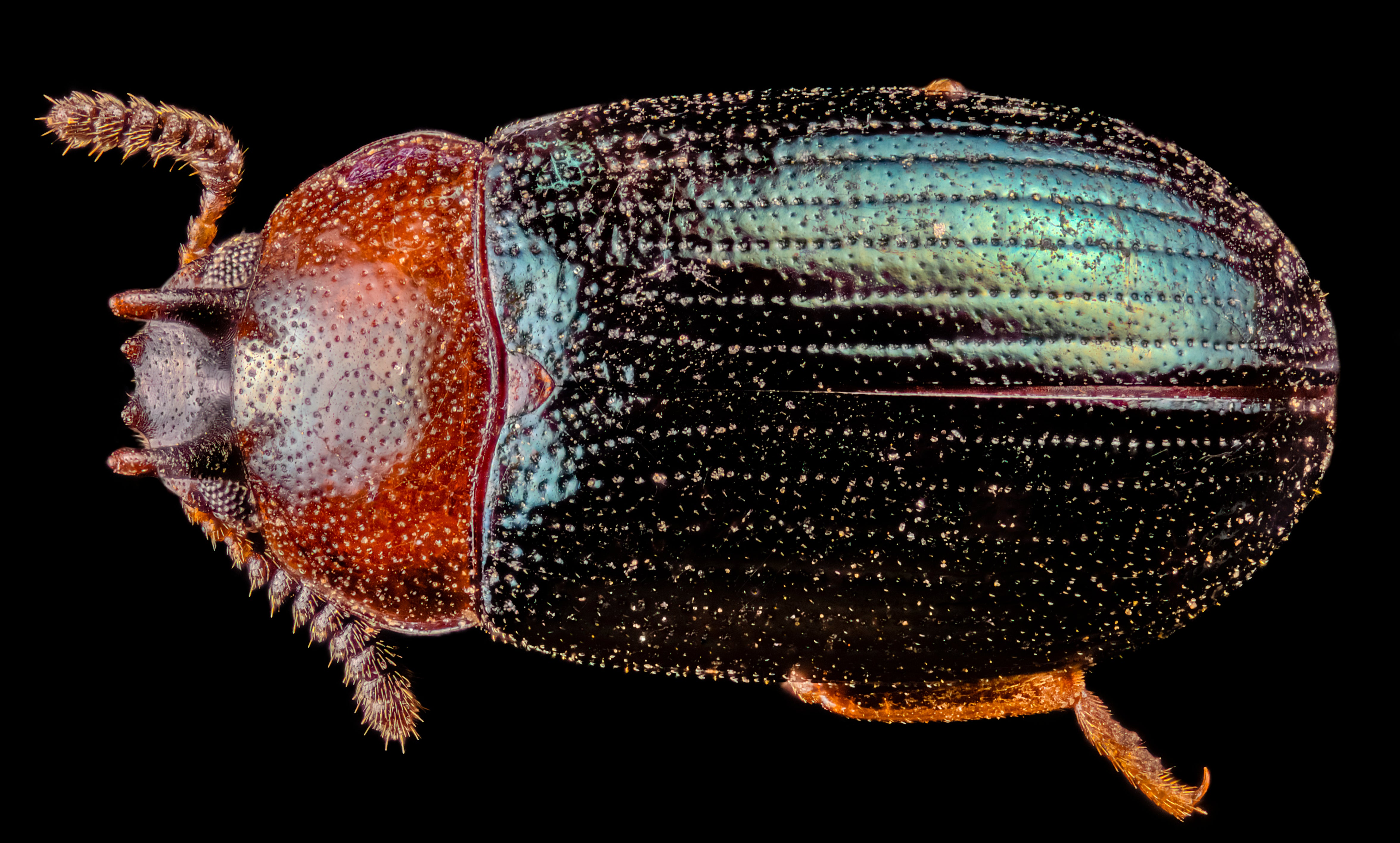 Neomida bicornis, a species of darkling beetle