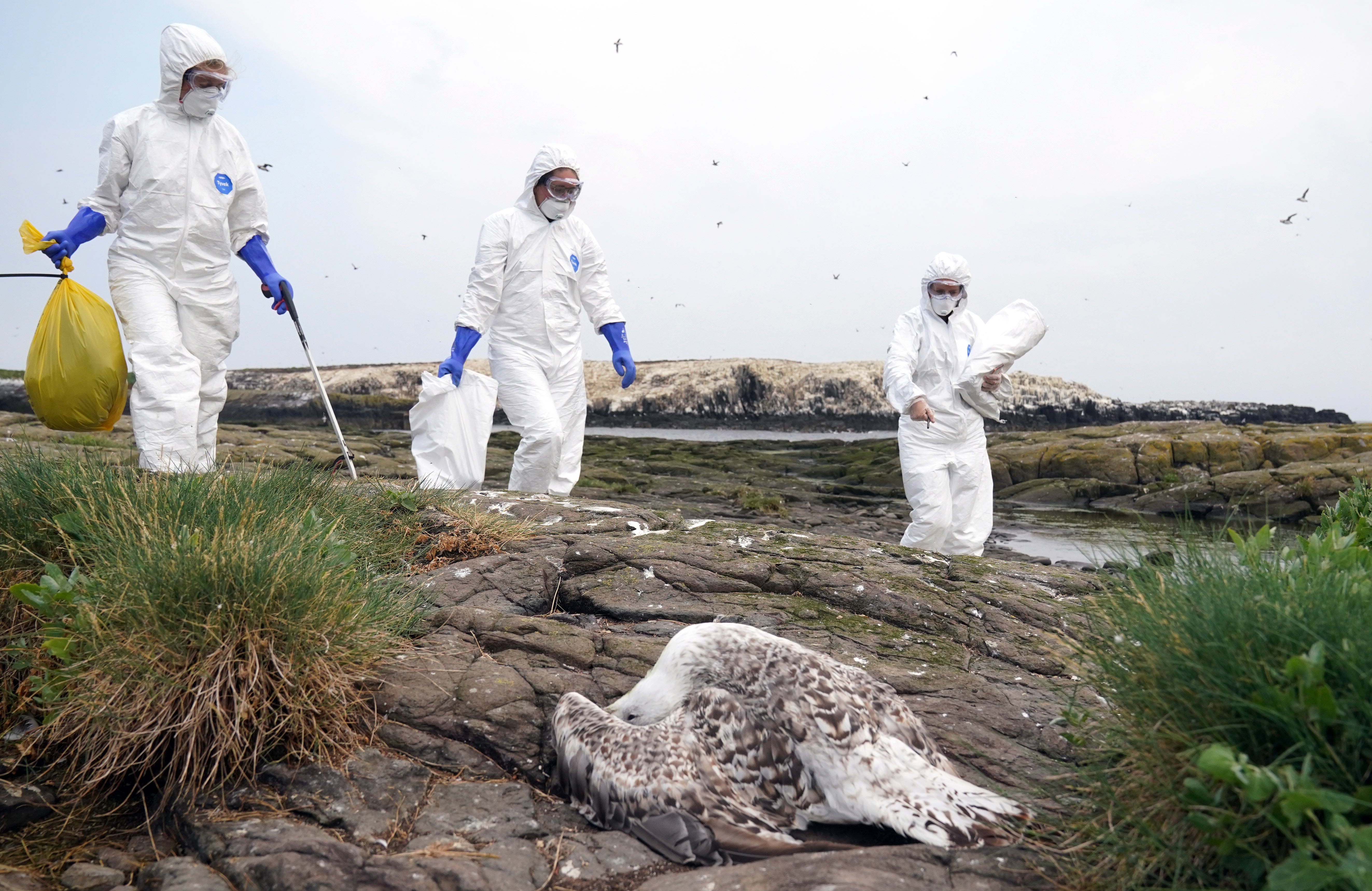 Rangers working for the trust have been removing bird carcasses