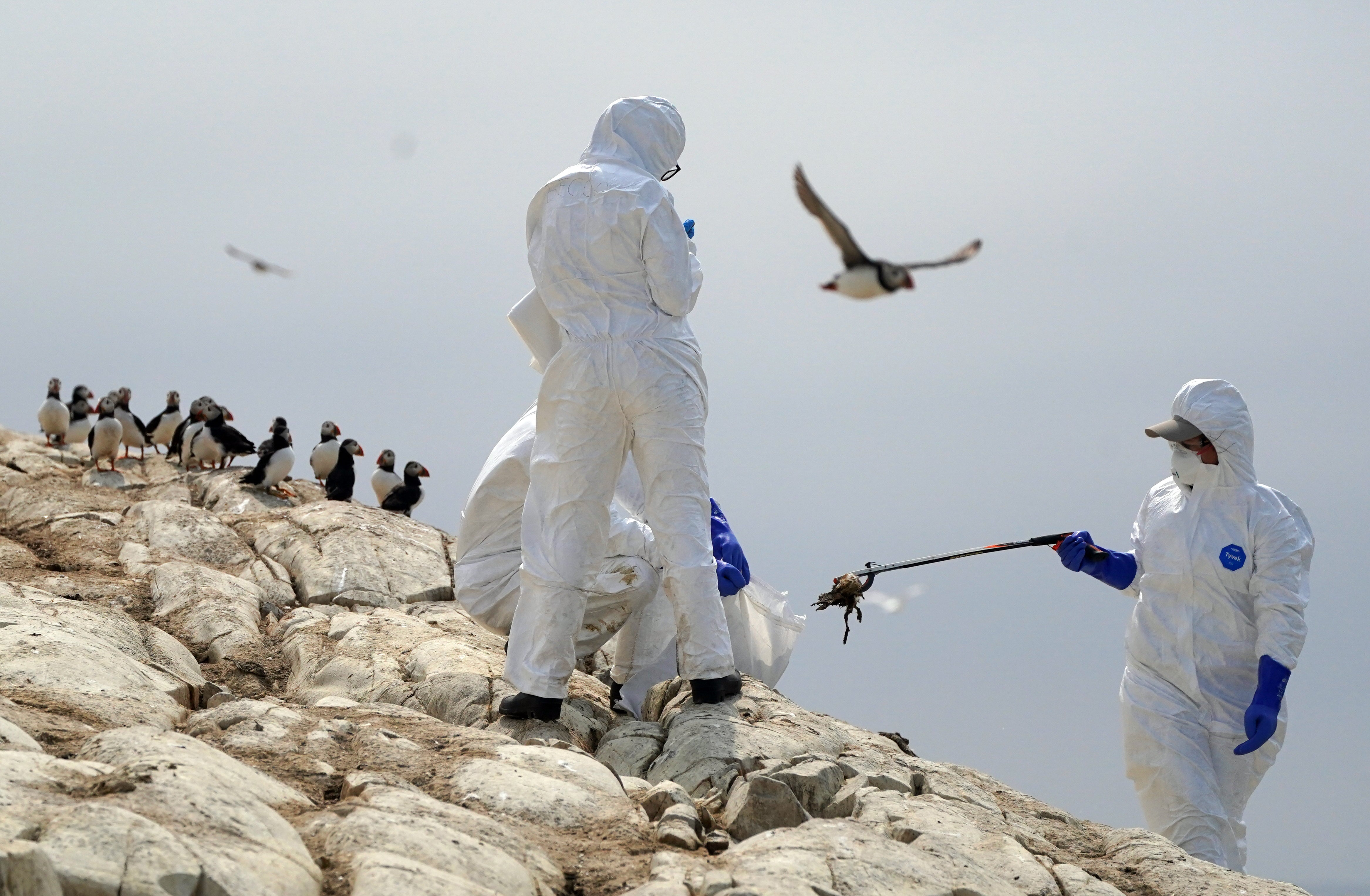 Cliff-nesting birds seemed to be the worst-affected by the bird flu outbreak