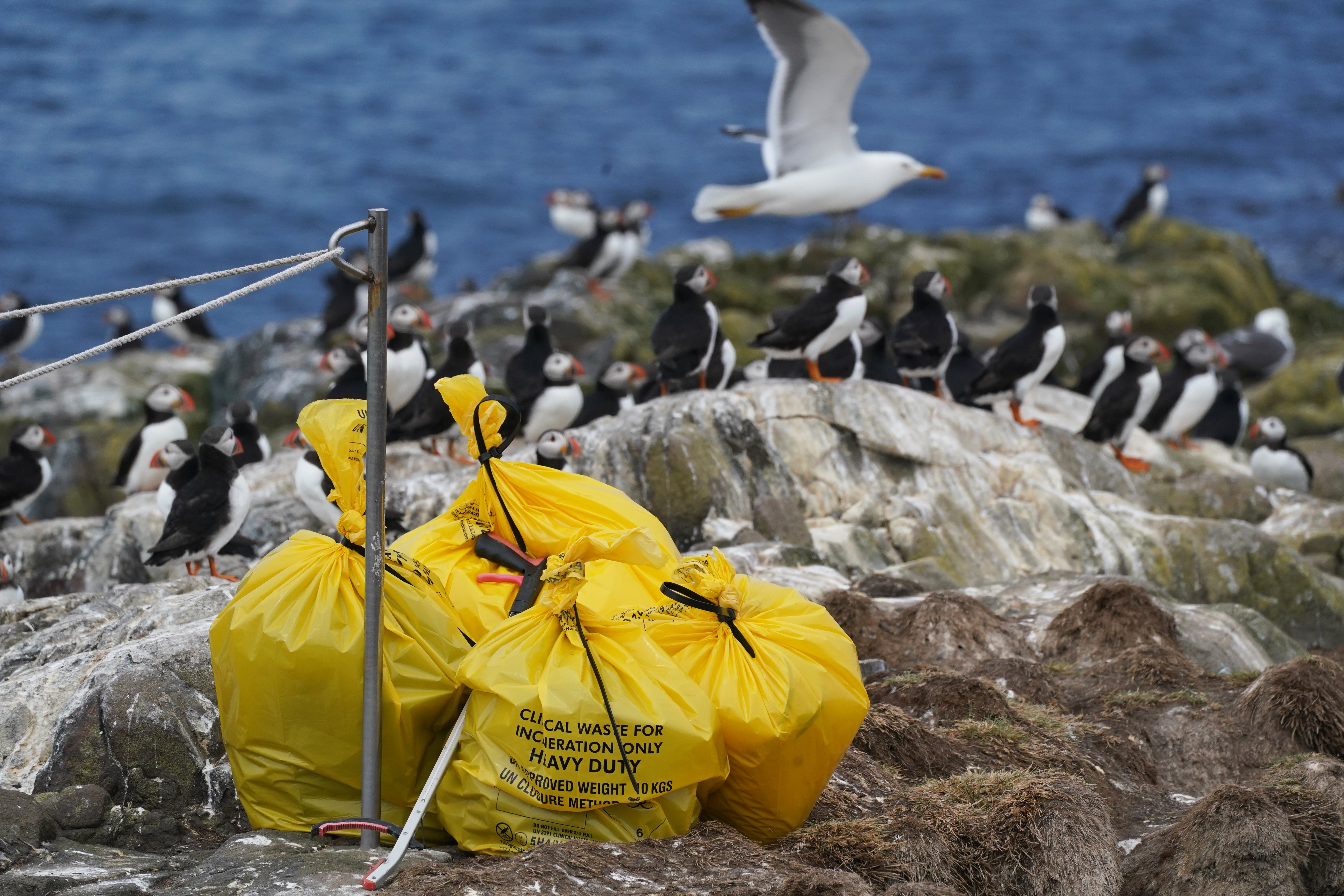 Around 200,000 birds live on Farne Islands