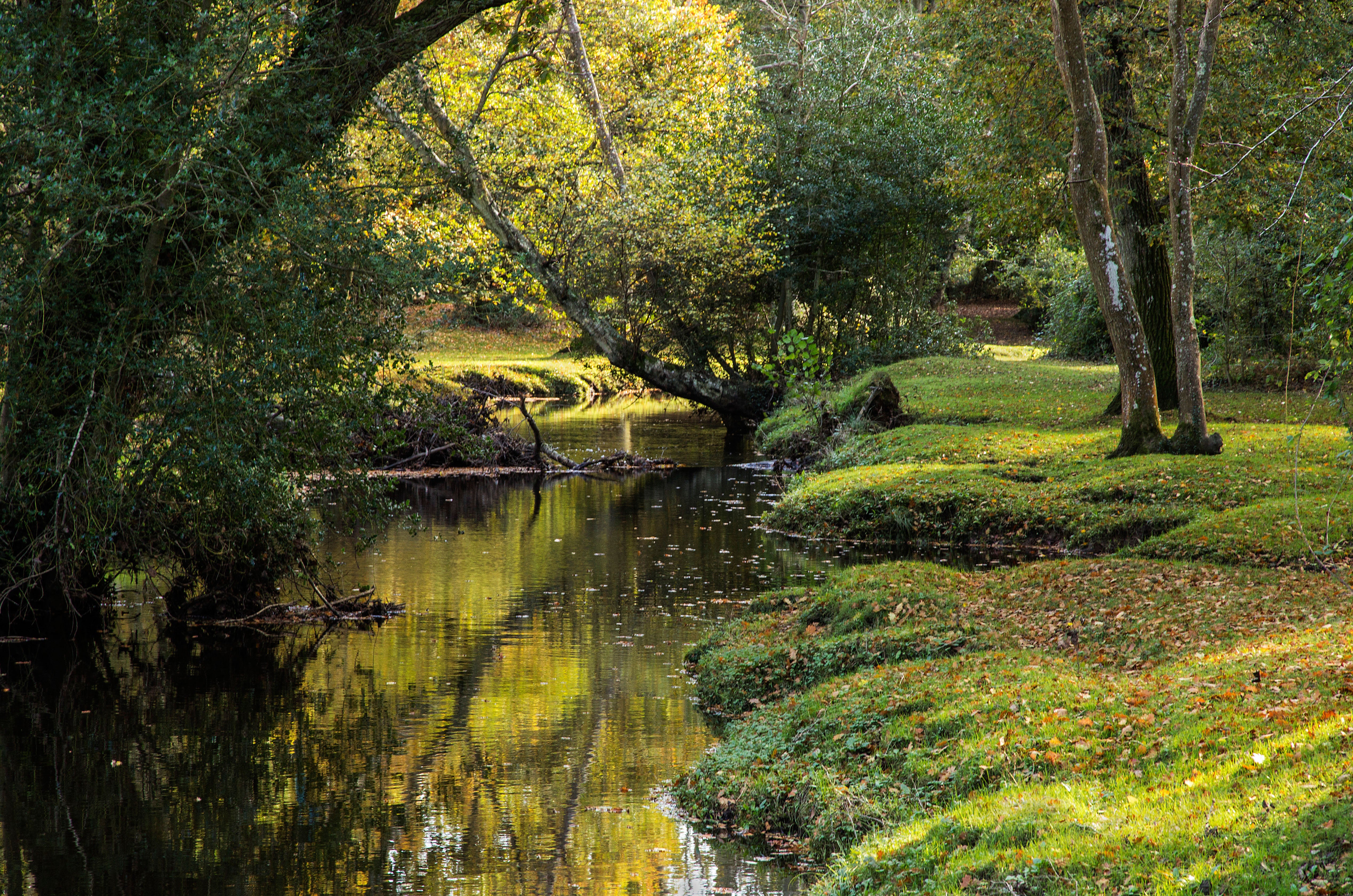 The banks of Beaulieu River with reflections of trees in the calm water in the New Forest (Alamy/PA)