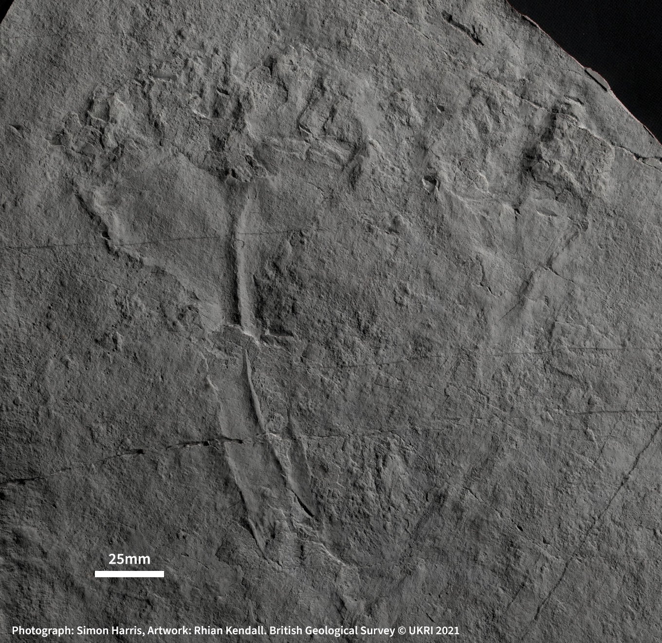 Fossil named after Sir David Attenborough ‘is the first animal predator’ (BGS/UKRI)