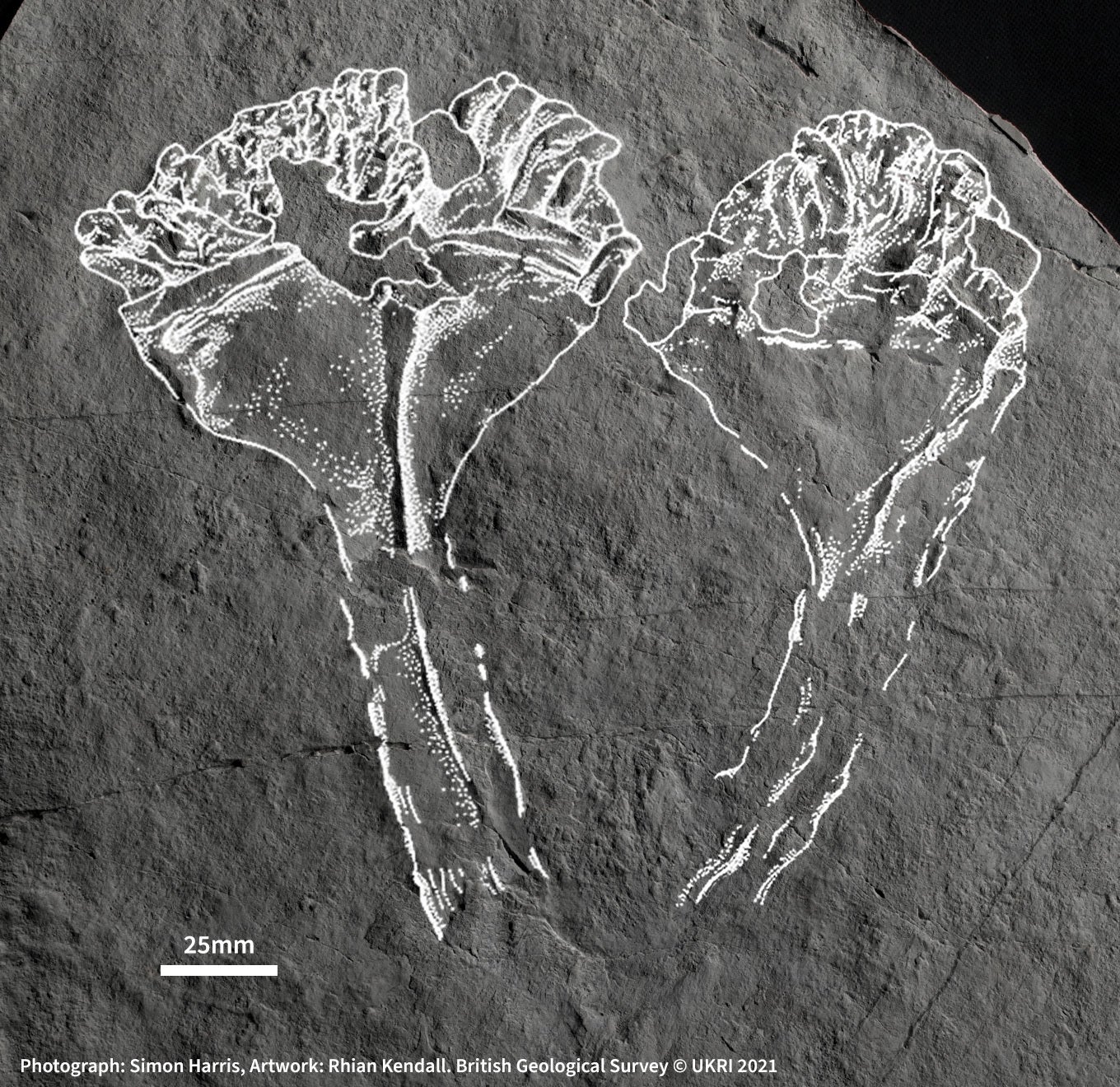 A cast of the fossil