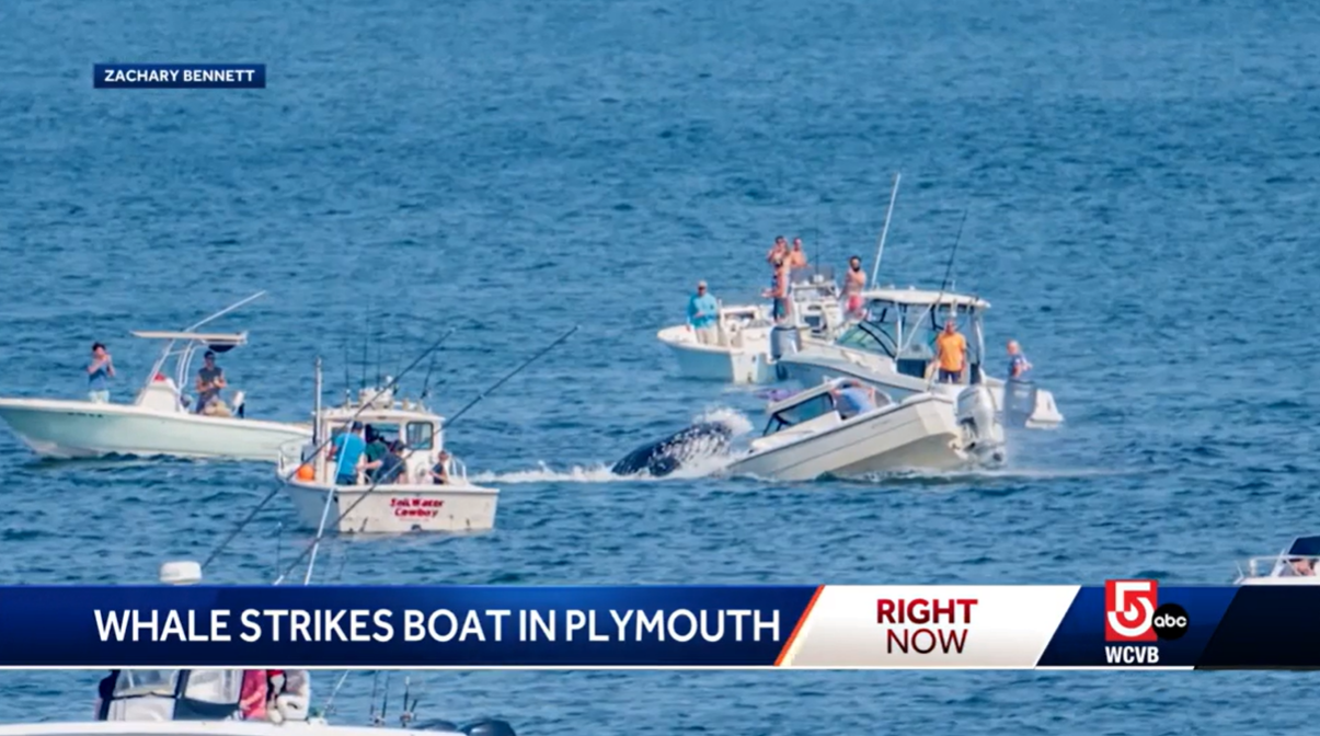 Video footage captured the stunning moment a humpback whale crashed onto the deck of a 19-ft fishing vessel on Sunday