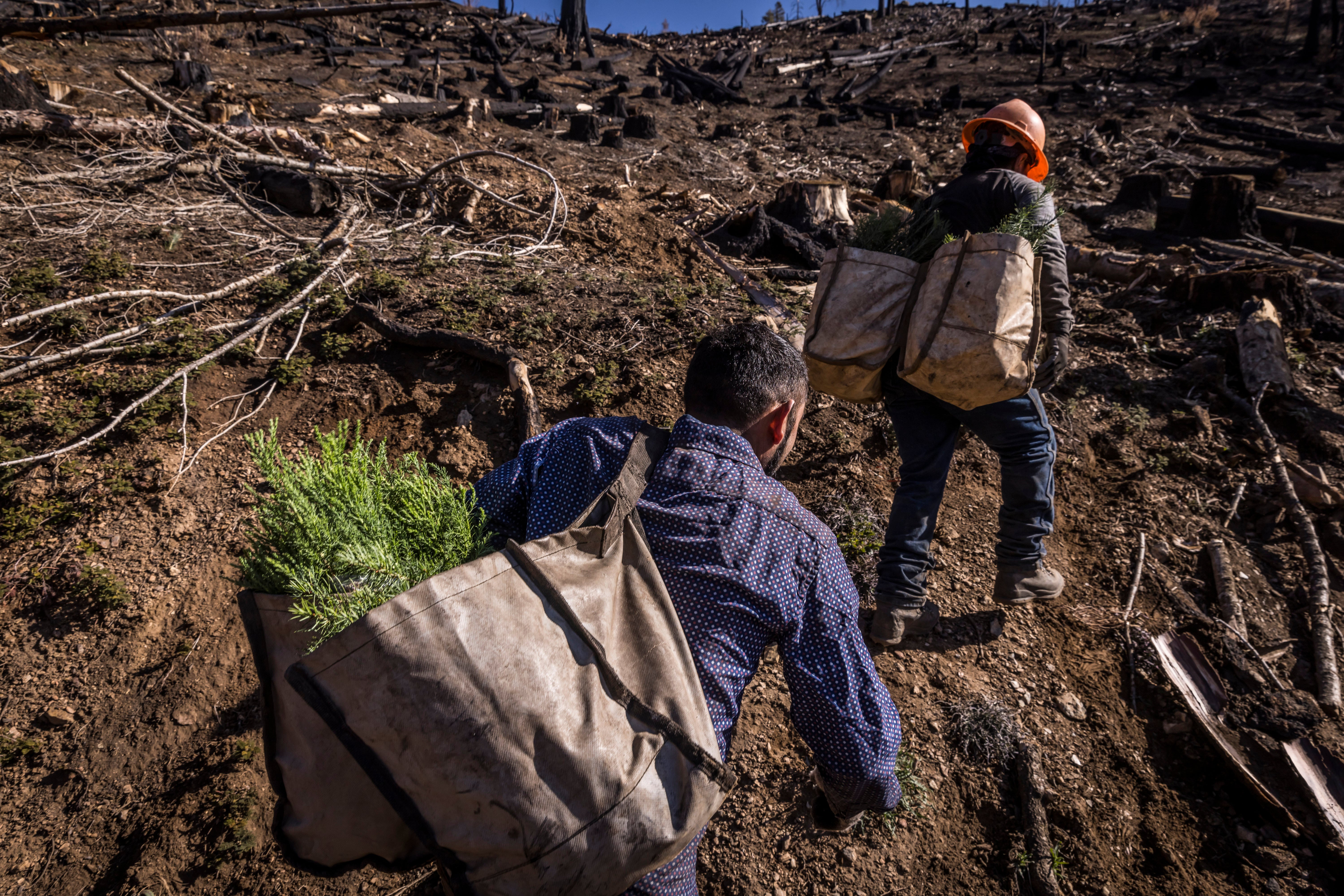 Wildfires Reforestation