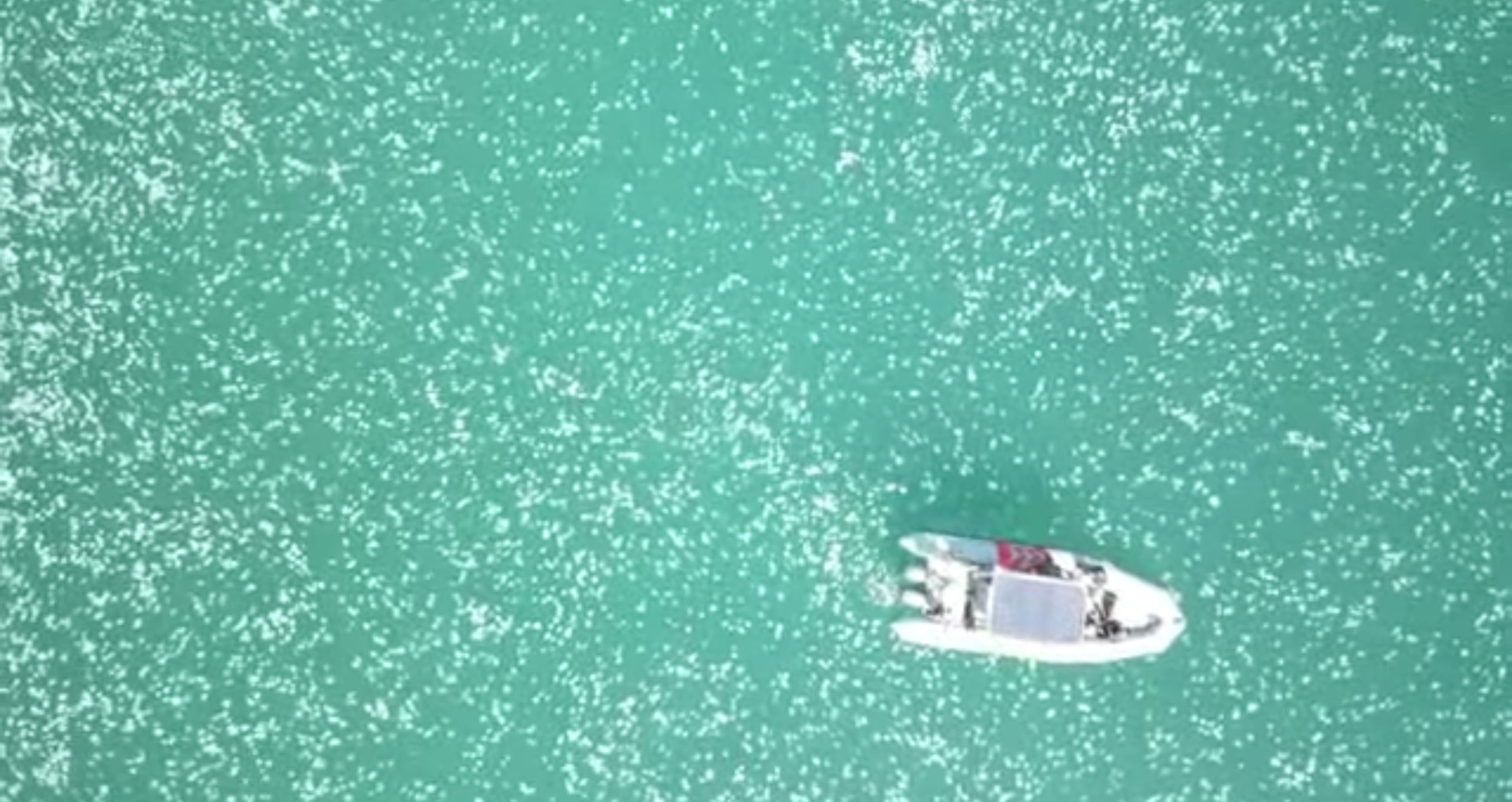 Massive jellyfish swarms are latest symptom of overheating planet