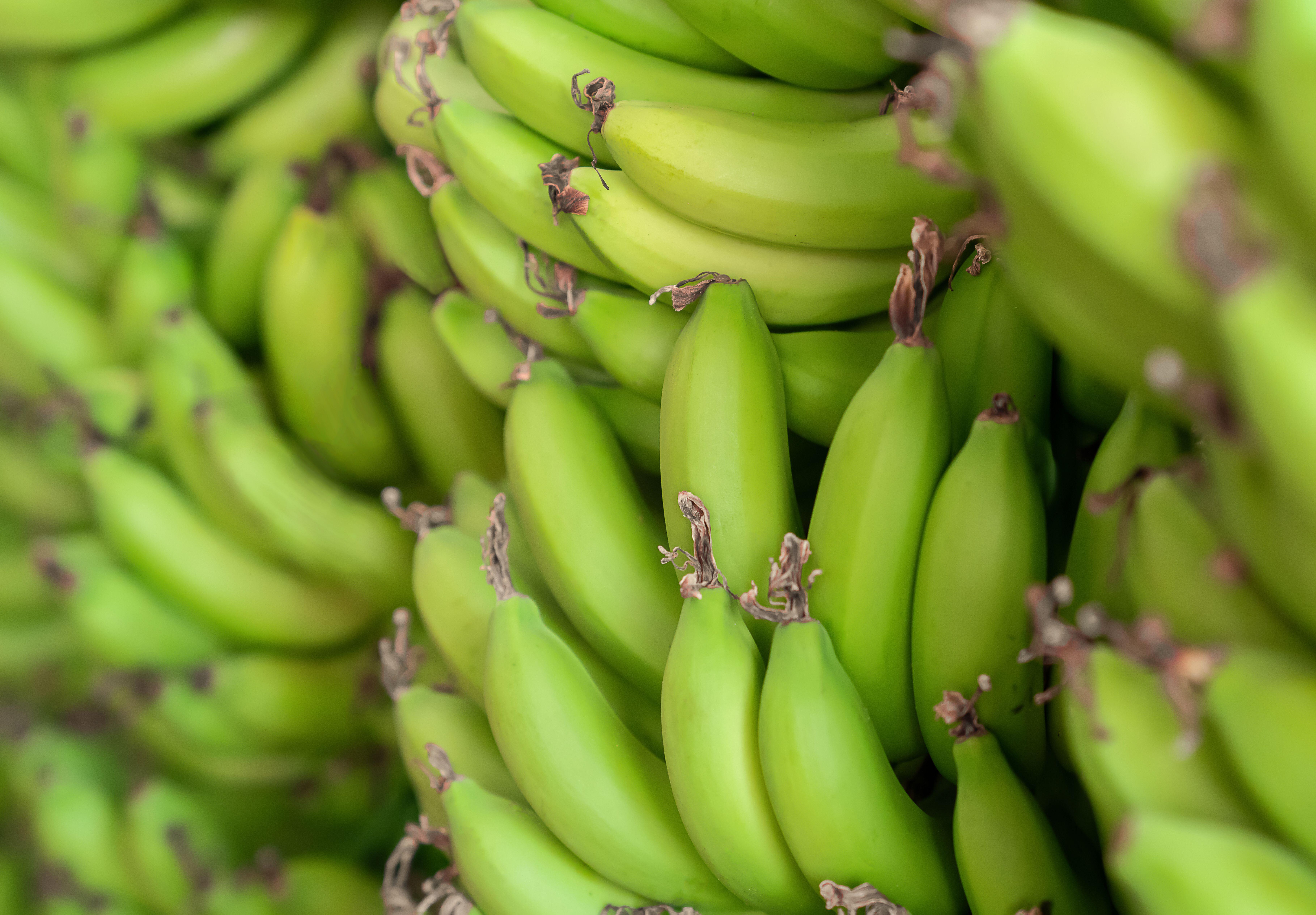 Starch in slightly green bananas can help prevent cancers, new research has found (Alamy/PA)