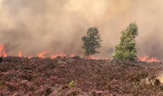 ‘Lethally hot’: Warning UK heatwave will bring deaths, droughts and wildfires