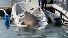 Freya the walrus nearly sinks boat while trying to sunbathe in Oslo