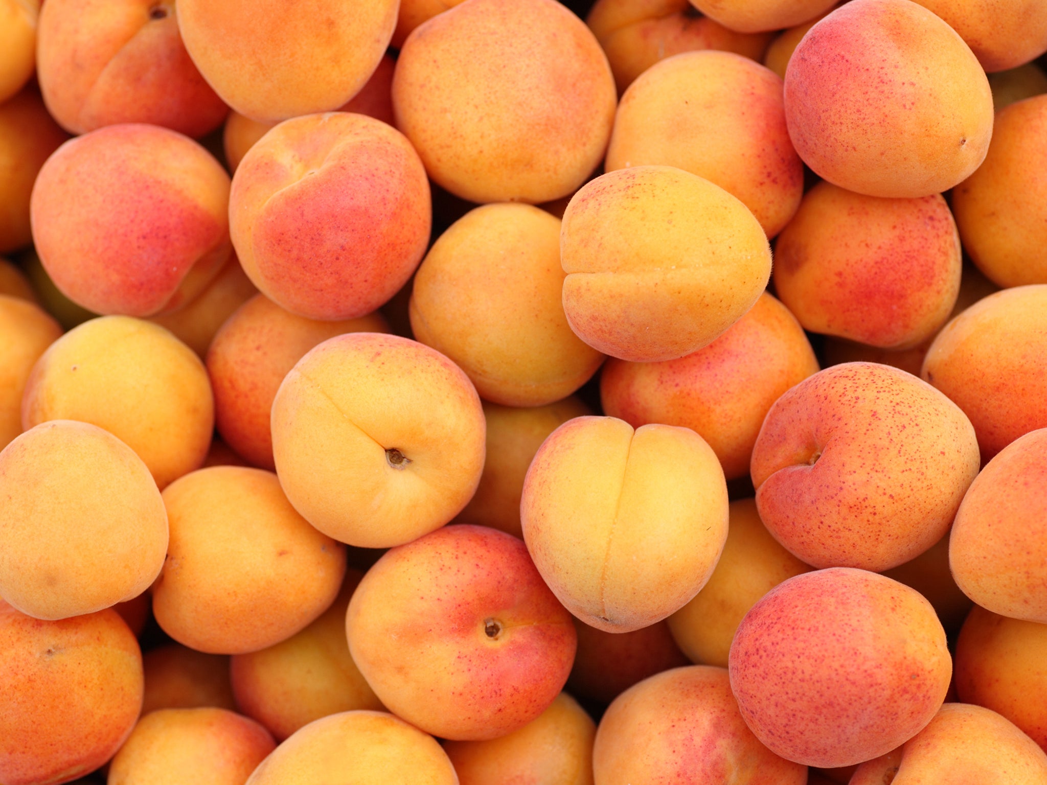 The UK has produced a whopping 250 tons of apricots this year