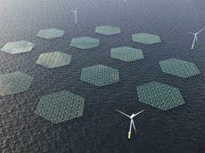 ‘Floating solar parks’ to be trialled in North Sea