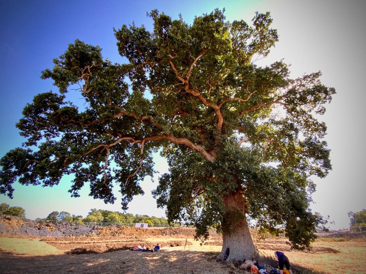 The ‘Queen Camel Oak’ tree in Somerset is earmarked for felling to allow a new slip road onto the A303 to be built