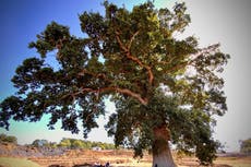 Extinction Rebellion activists living in ancient tree to save it from £250 million road expansion