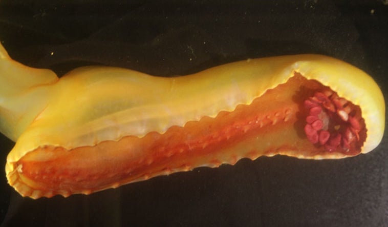 The underside of the ‘gummy squirrel’ sea cucumber