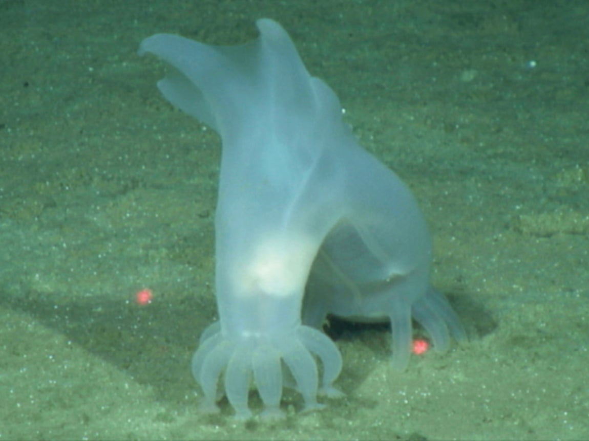 The Peniagone vitrea sea cucumber