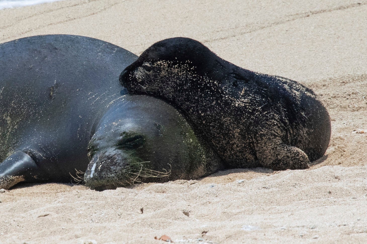 Hawaii Monk Seal Bite
