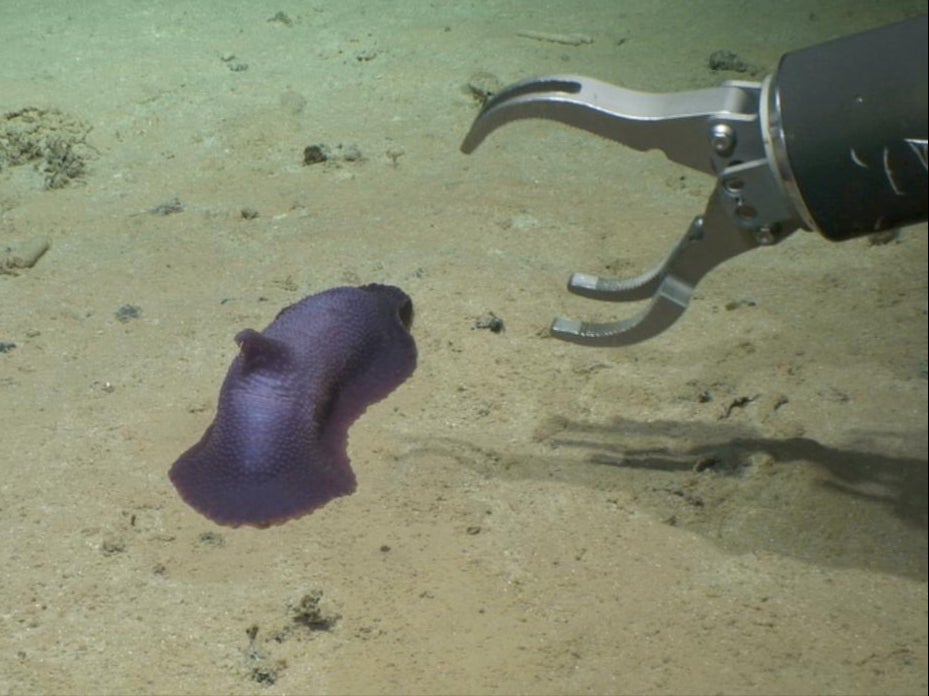 An arm of the robotic sea vehicle reaches towards the psychropotes verrucicaudatus