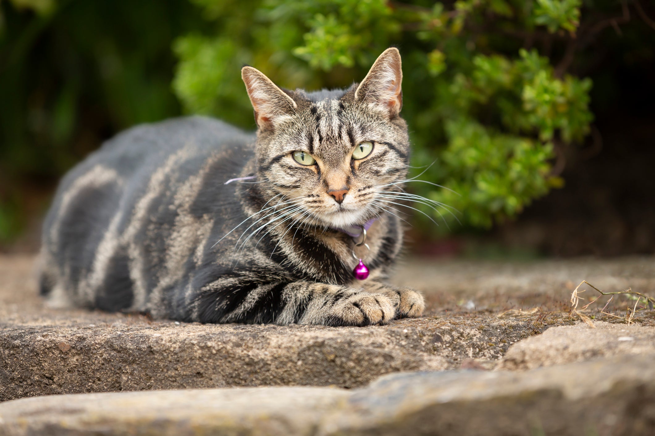 A Polish scientist argued that cats kill about 140 million birds in Poland each year