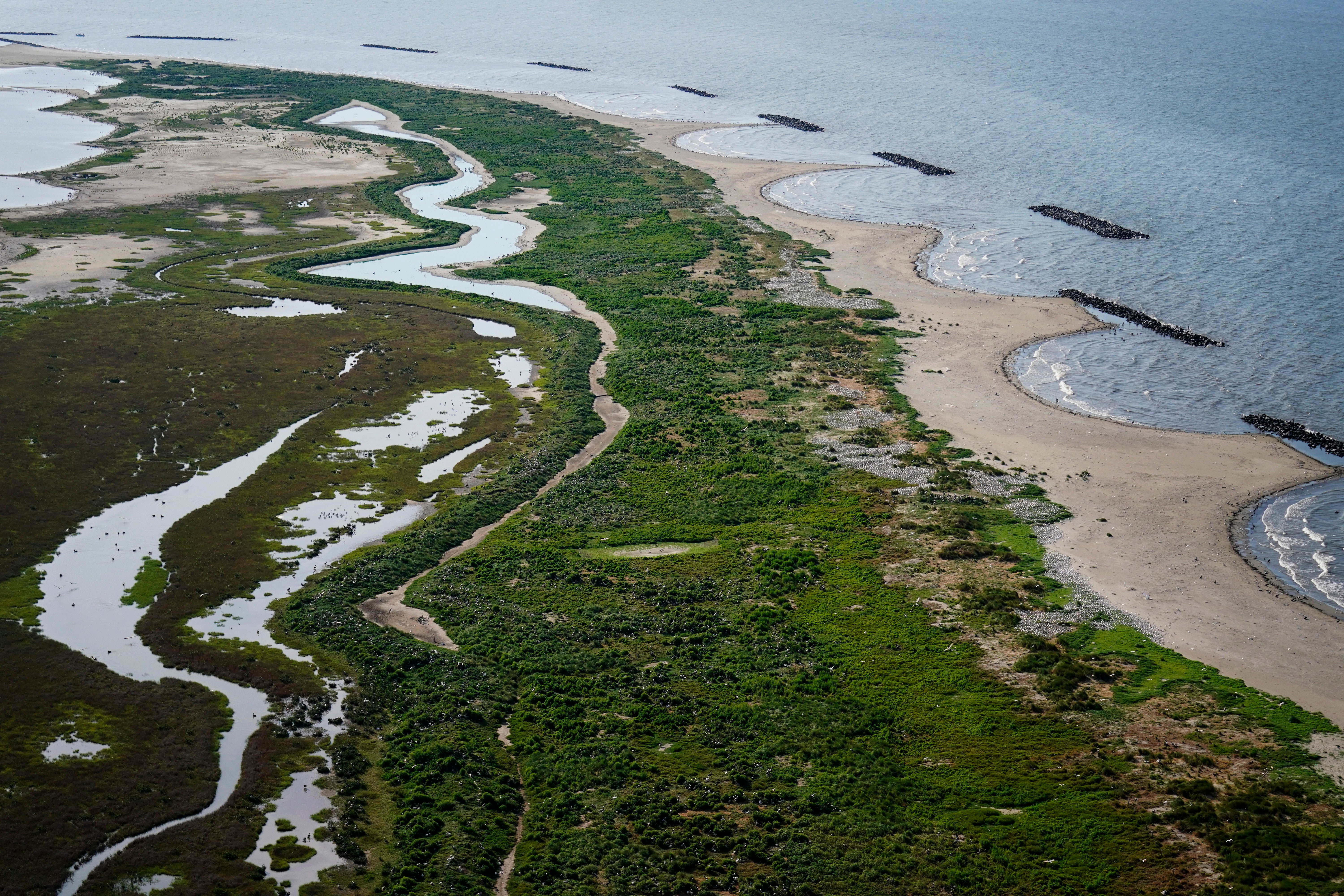 Pelicans Vanishing Islands