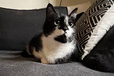 Owning cat while pregnant linked to increased risk of postpartum depression, study finds