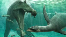 Researchers say Loch Ness Monster is ‘plausible’ after fossil discovery in Morocco