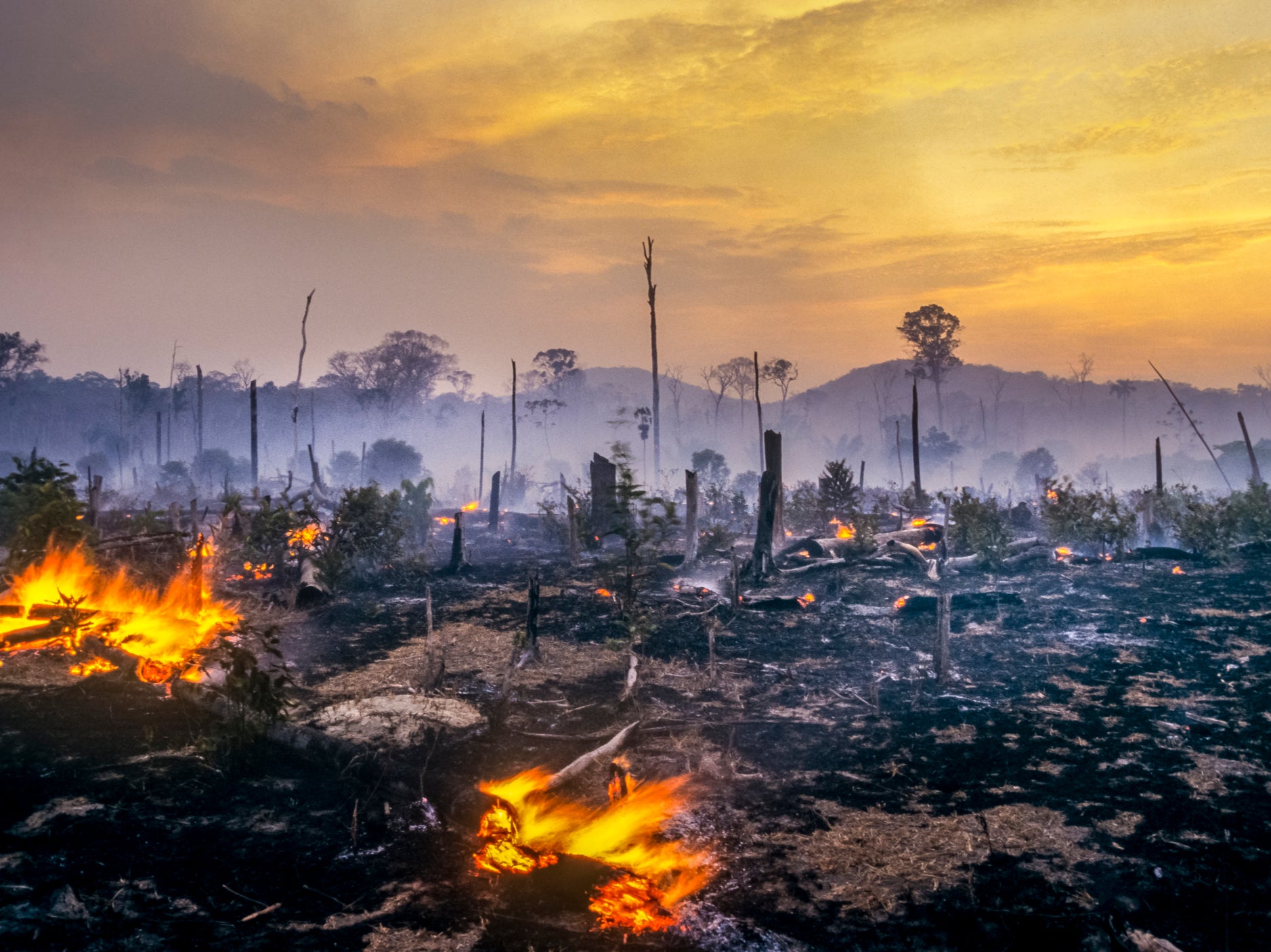 Deforestation in the Amazon is a particularly visible example of humanity demanding more from nature than our planet can support