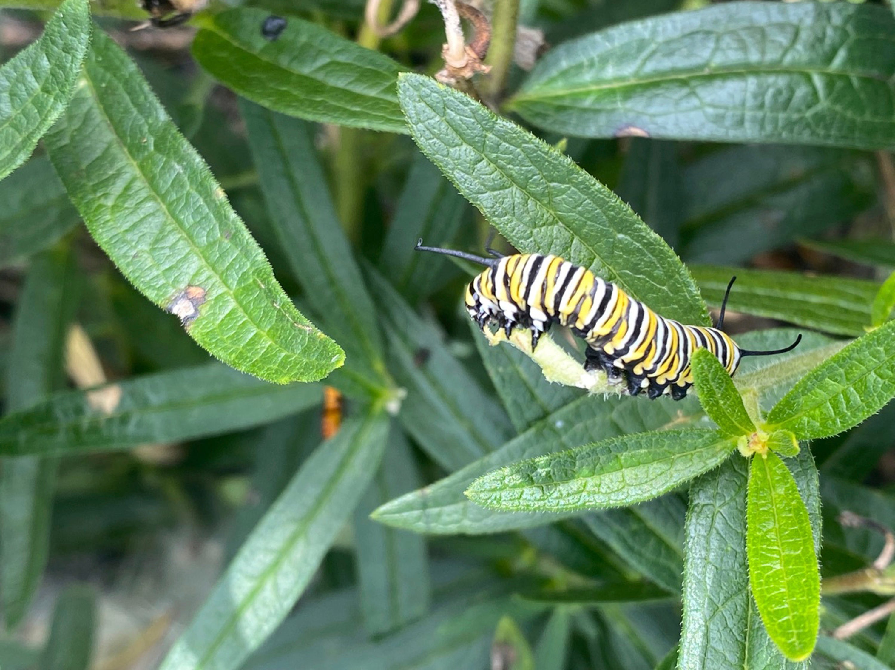 Gardening Helping Monarchs