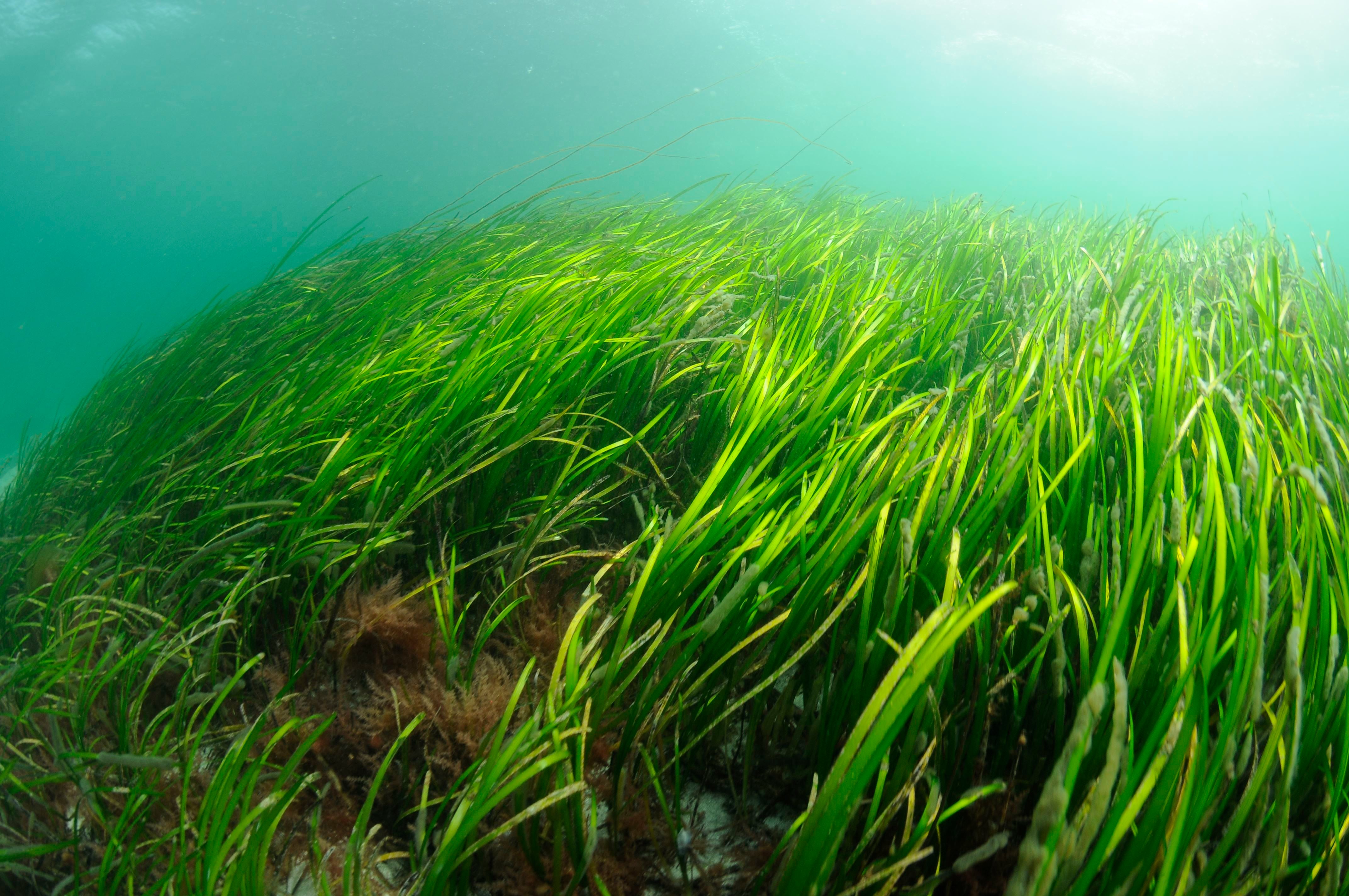 Seagrass can absorb and store carbon dioxide, as well as provide essential habitat for sea creatures