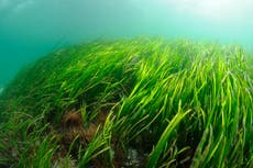 Thousands of ‘wonderplant’ seeds to be planted under the sea to tackle climate change