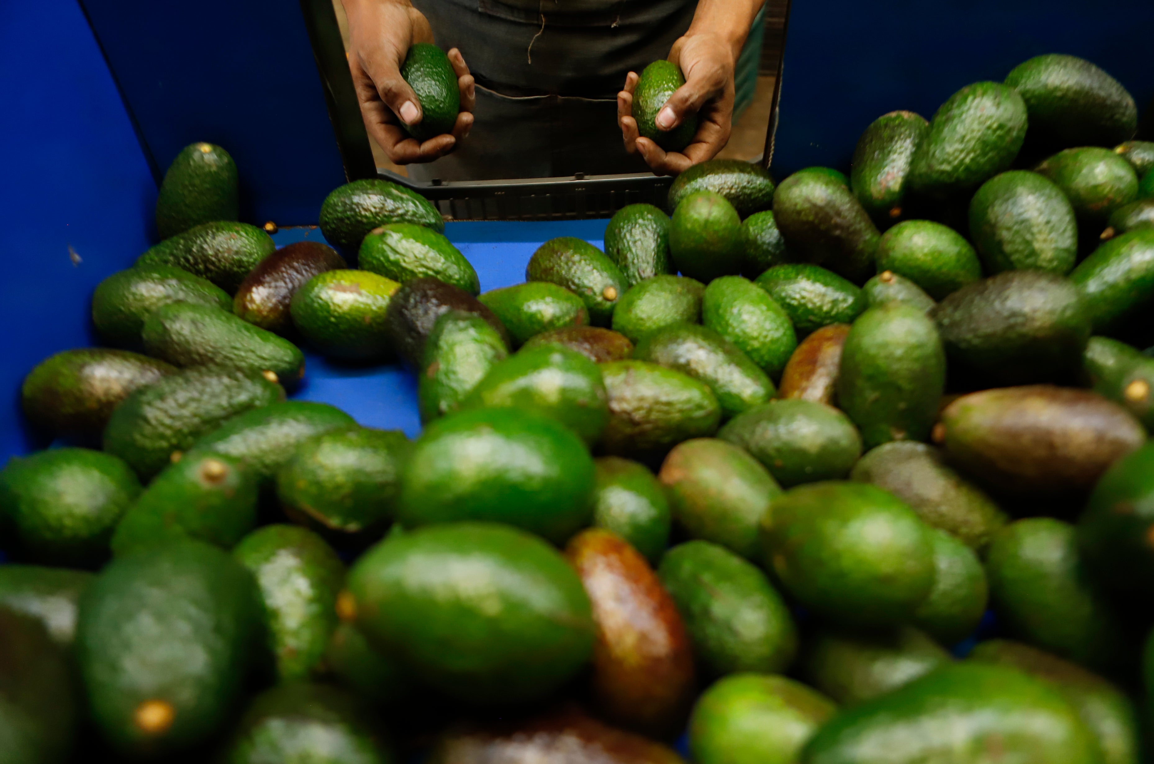 Mexico US Avocado Exports