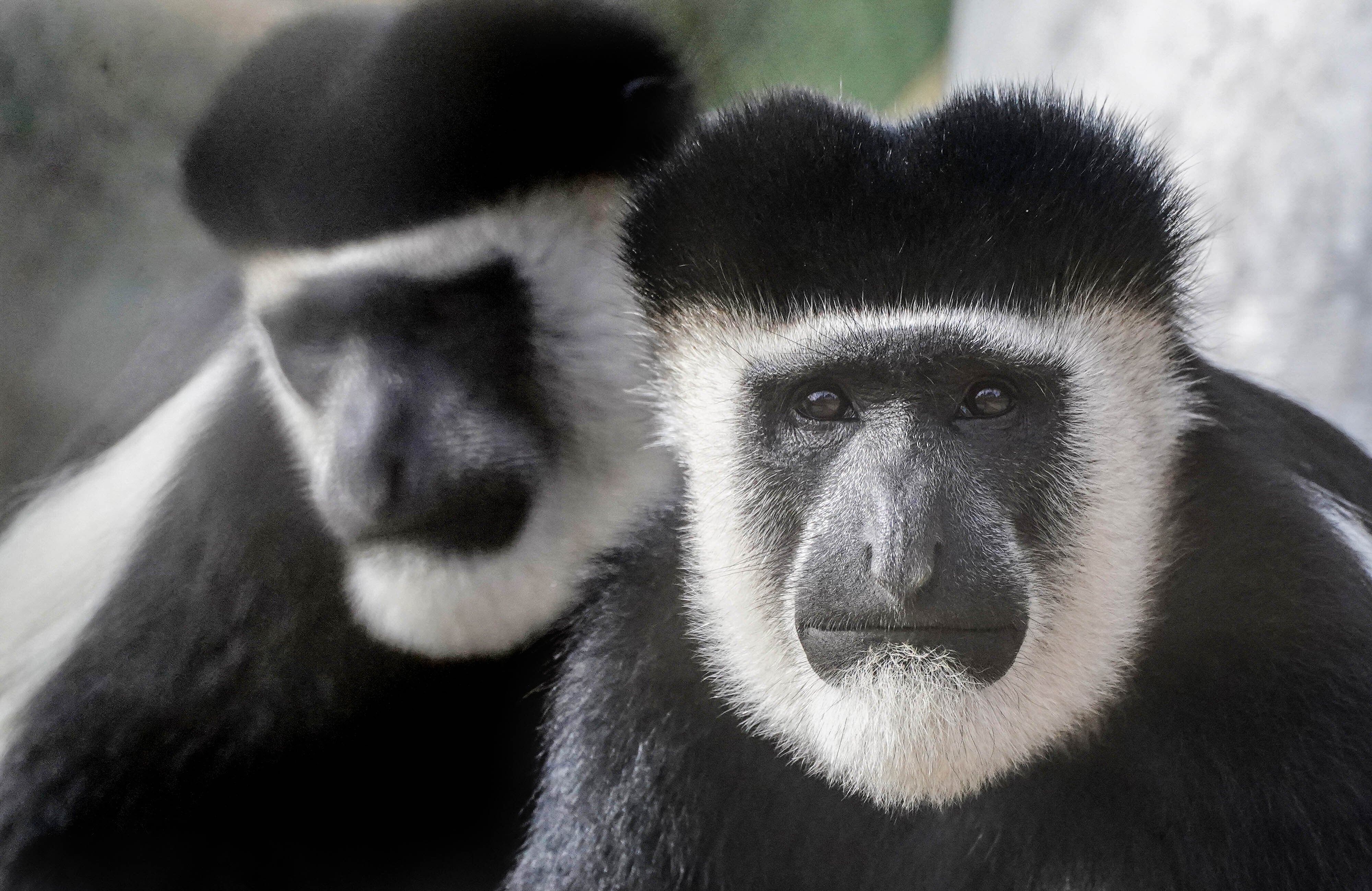 ZSL London Zoo’s new ‘Monkey Valley’ attraction (Ian West/PA)