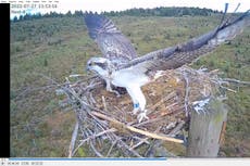 Wildlife lovers celebrate 100th osprey to fly the nest