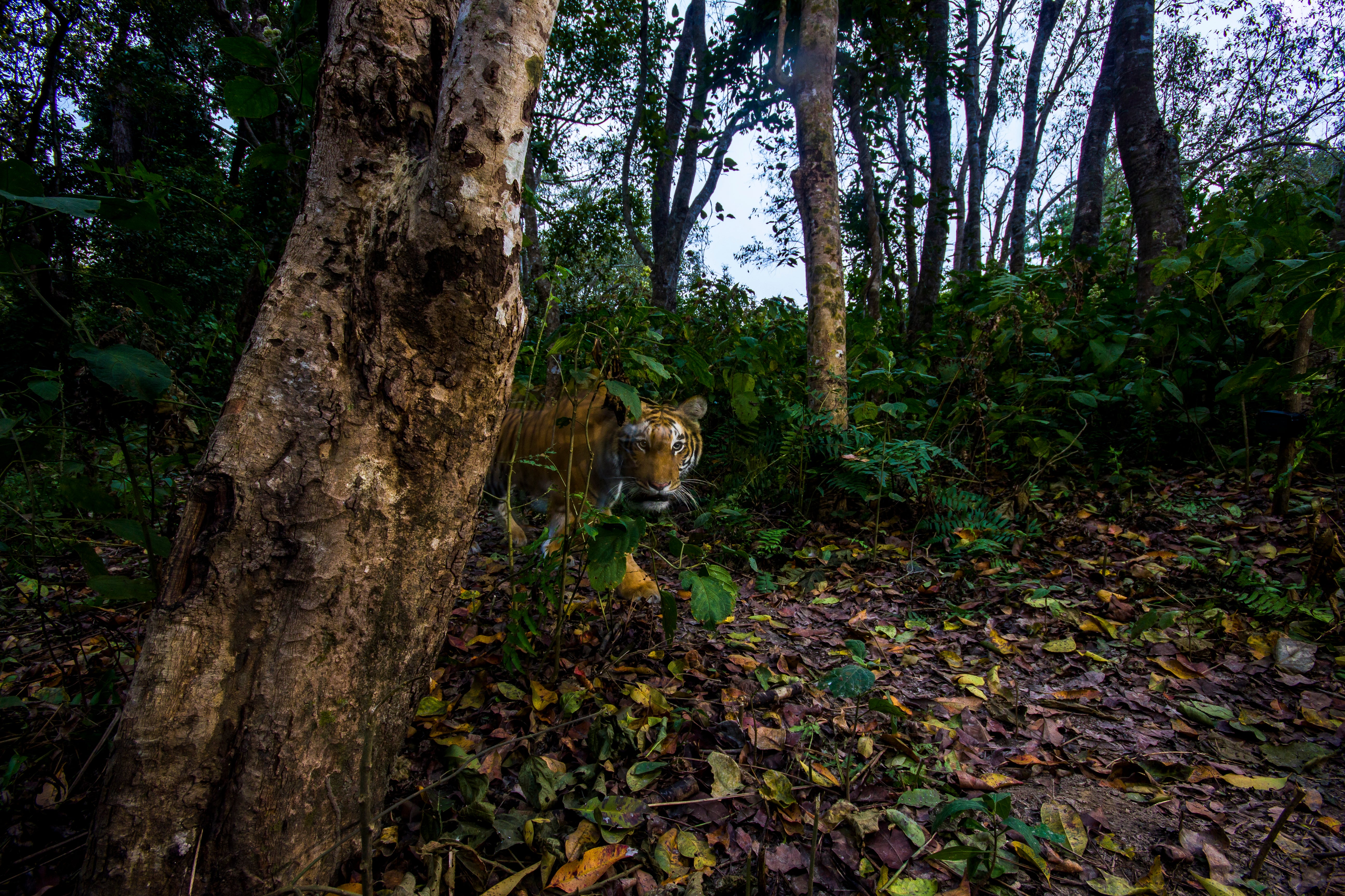 The number of wild tigers in Nepal has doubled to 355 over the past 12 years following an intensive conservation programme, the country’s government has announced (WWF Nepal/PA)