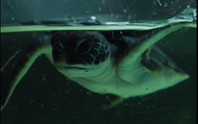 Taronga Zoo hopes to eventually release the turtle back into the ocean