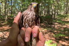 As species recover, some threaten others in more dire shape