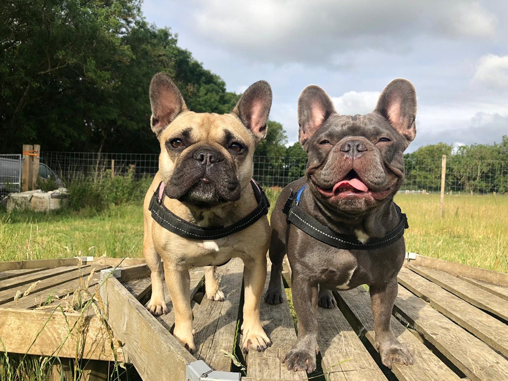 Kirsty Hunt’s French bulldog Harper, 4, with his friend, Mick (Collect/PA Real Life)