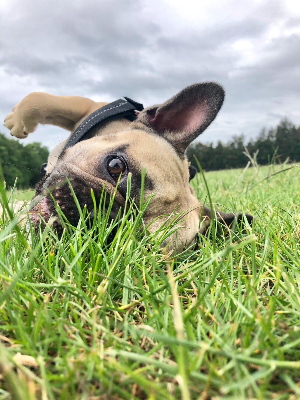 Kirsty Hunt’s French bulldog Harper, 4, rolling around in the grass (Collect/PA Real Life)