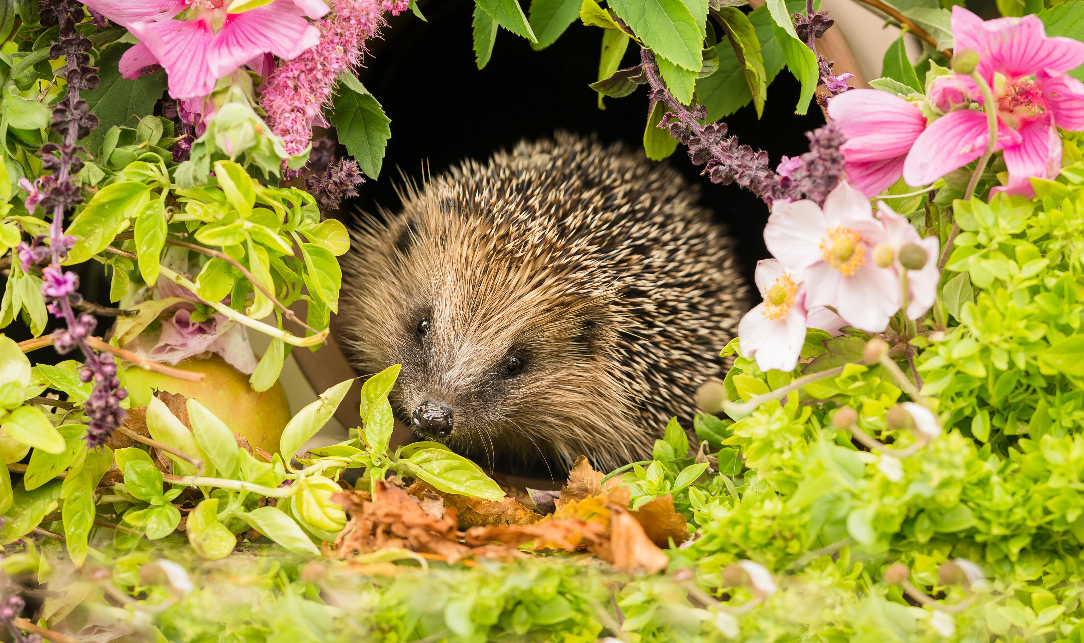 A hedgehog in a garden (Alamy/PA)