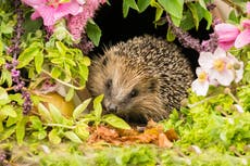 How gardeners can help wildlife through summer and beyond