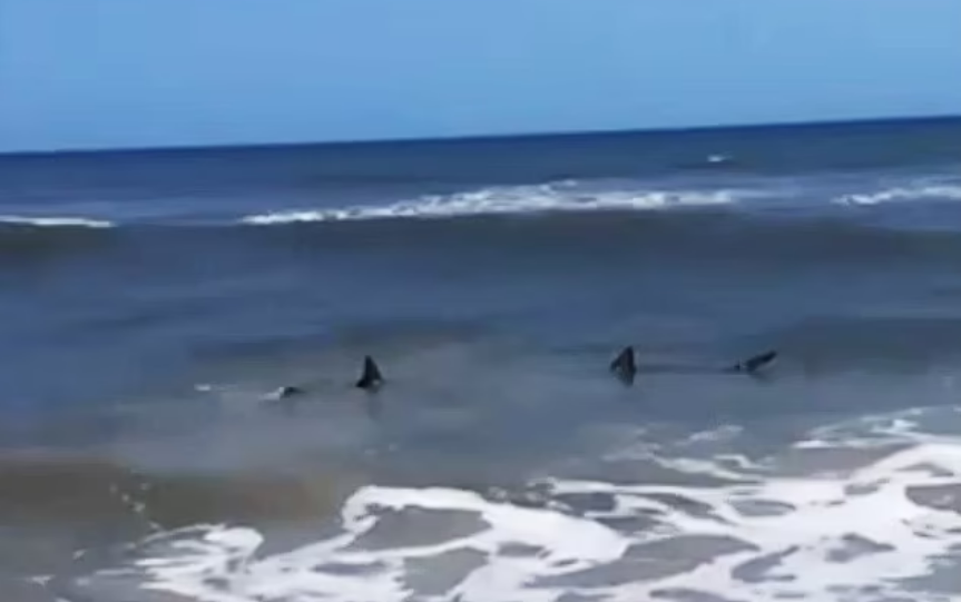 A pair of sharks were spotted off the coast of Florida in knee-deep water, sending beachgoers running from the ocean